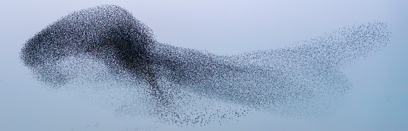 Starling murmurations.